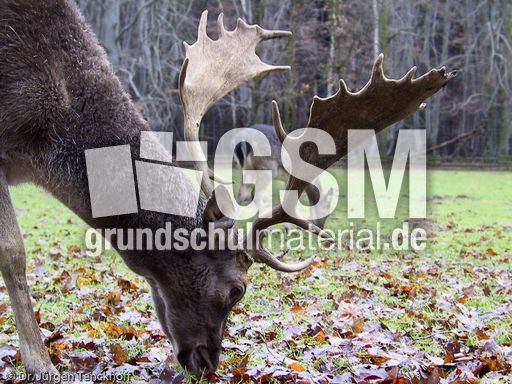 Hirsche (13 von 20).jpg